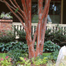 Colorama™ Scarlet Crape Myrtle Tree