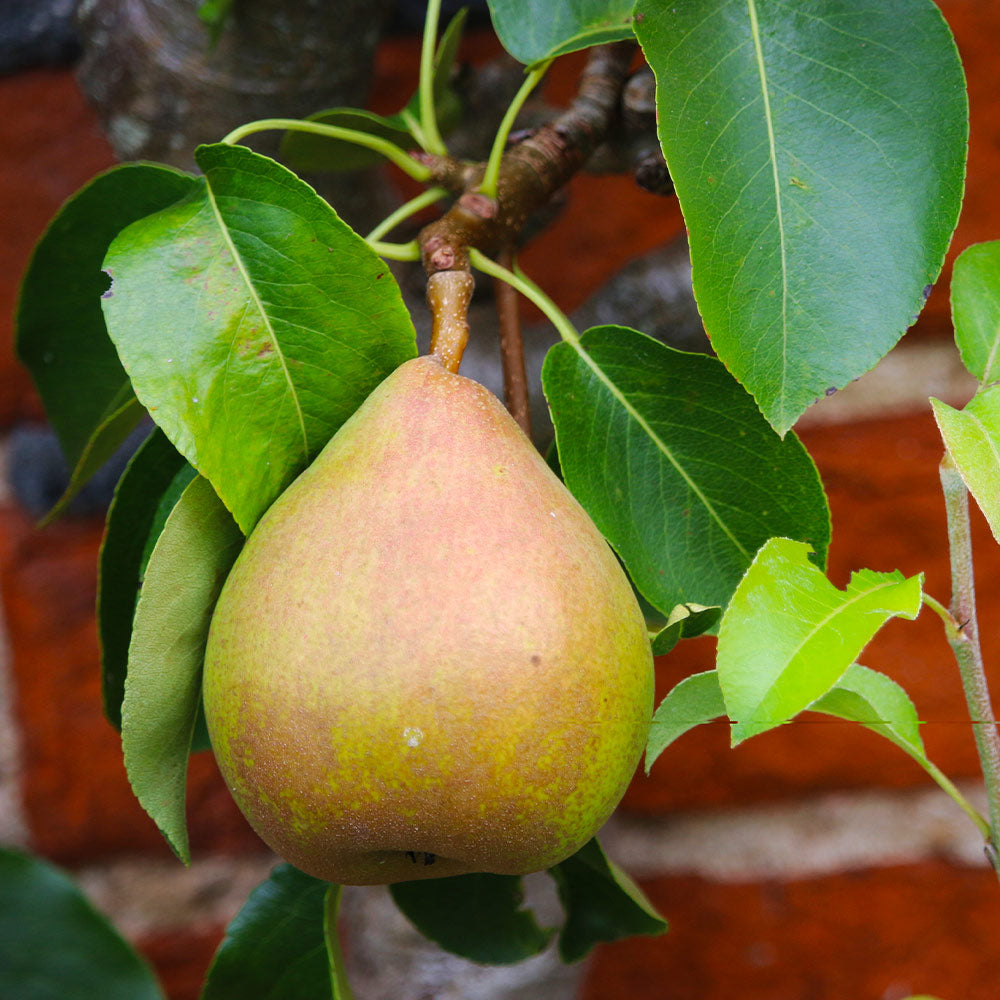 Comice European Pear