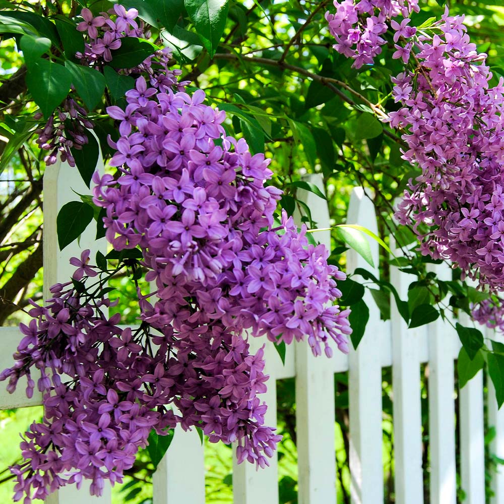 Fragrant Purple Lilac - Stark Bro's