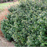 Compacta Japanese Holly Shrub