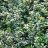 Compacta Japanese Holly Shrub