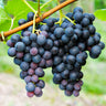 Concord Grape