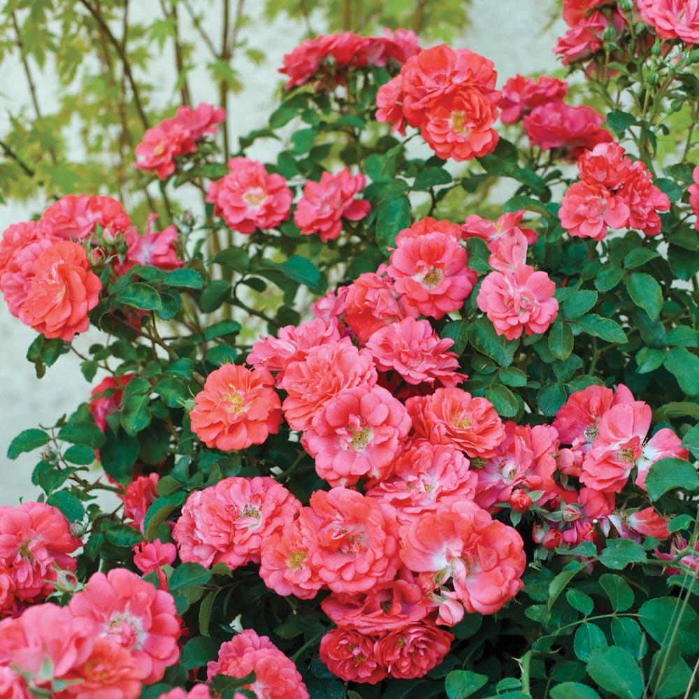 Coral Drift¬Æ Groundcover Rose