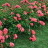 Coral Drift® Rose