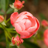 Coral Knock Out® Rose Shrub