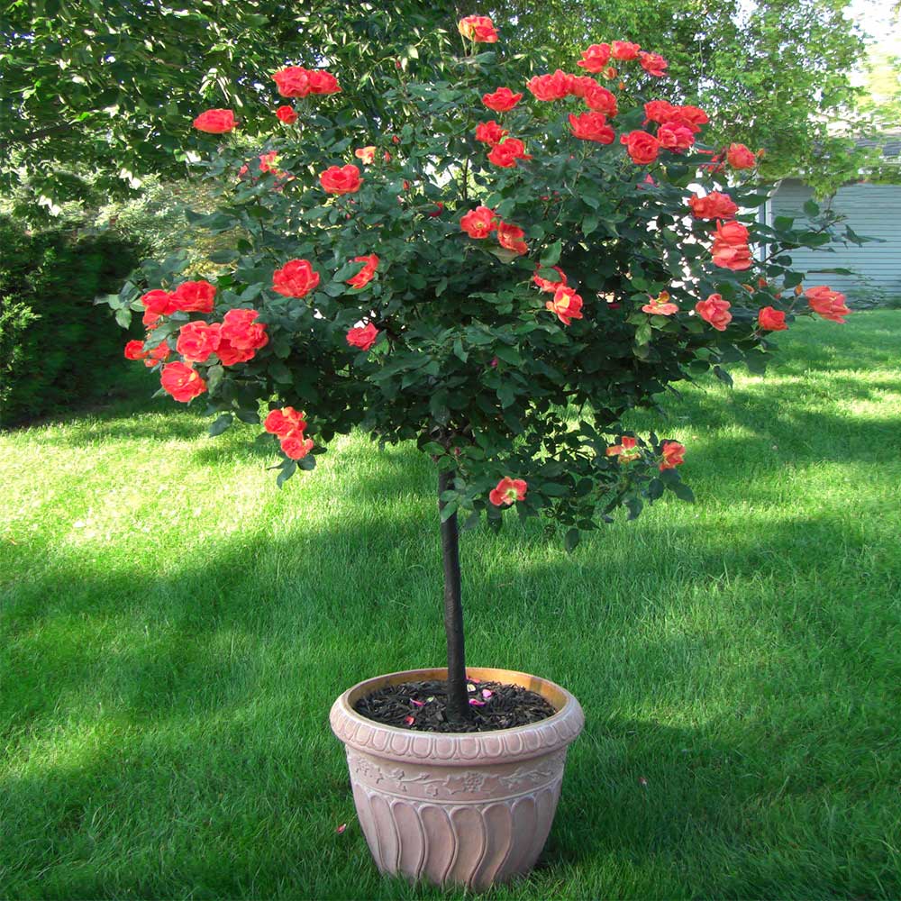 Coral Knock Out® Rose Trees for Sale | FastGrowingTrees.com