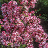 Coralburst® Crabapple Tree