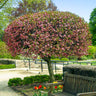 Coralburst® Crabapple Tree