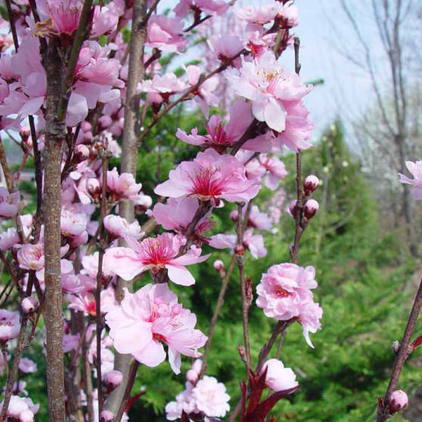 Corinthian Pink Double Flowering Peach Trees for Sale ...