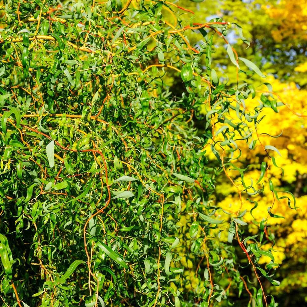 Corkscrew Willow