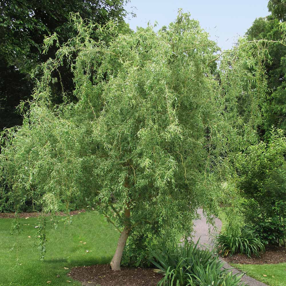 Live Dwarf Australian Weeping Willow Bonsai Tree - Fast Growing,  Indoor/Outdoor Bonsai Material