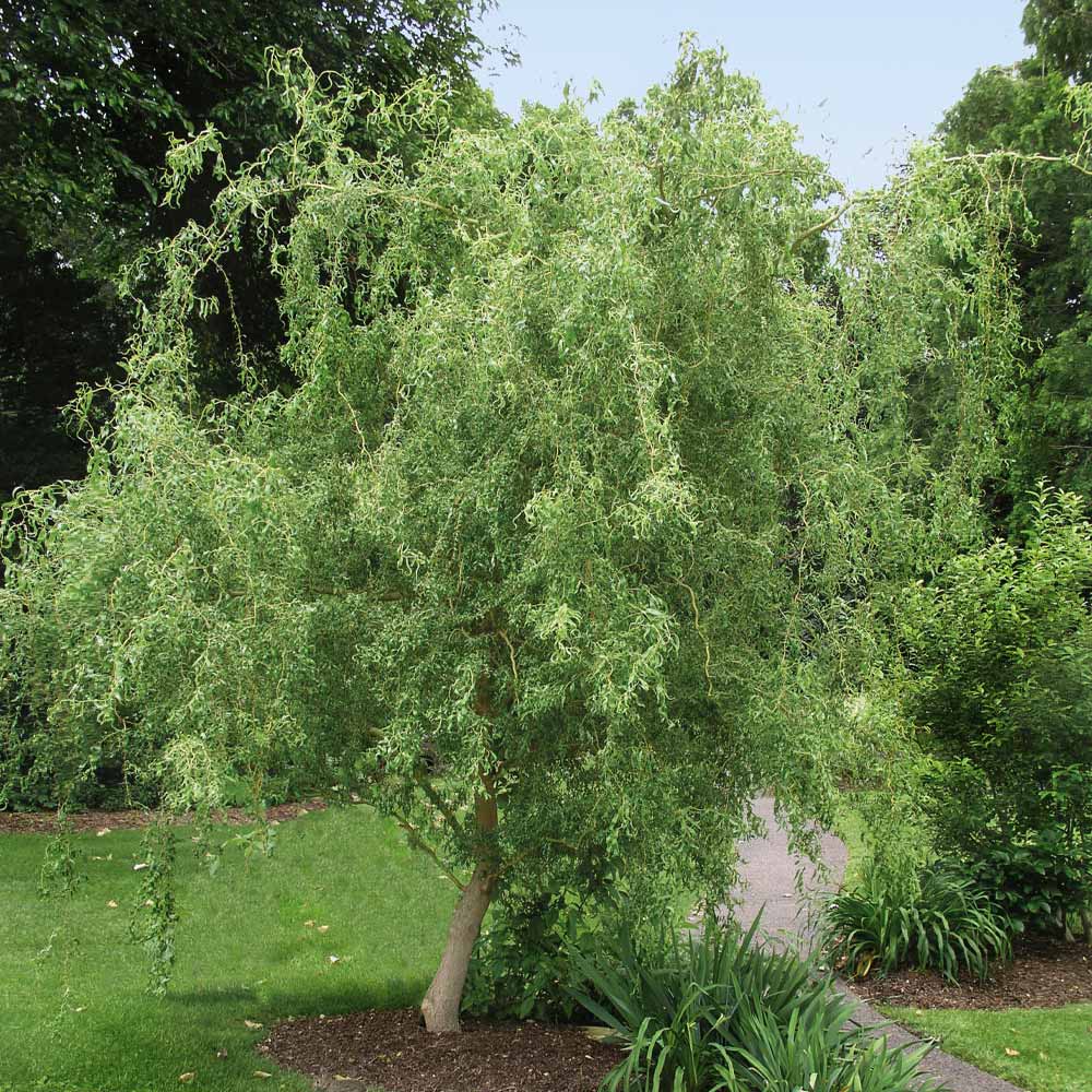 How Fast Do Weeping Willows Grow: Revealing the Amazing Growth Rate