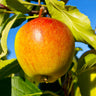 Cox's Orange Pippin Apple Tree