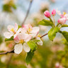 Cox's Orange Pippin Apple Tree