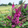 CranRazz™ Butterfly Bush