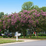 Twilight Crape Myrtle Tree