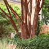 Twilight Crape Myrtle Tree