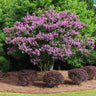 Twilight Crape Myrtle Tree