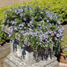 Creeping Rosemary Plant