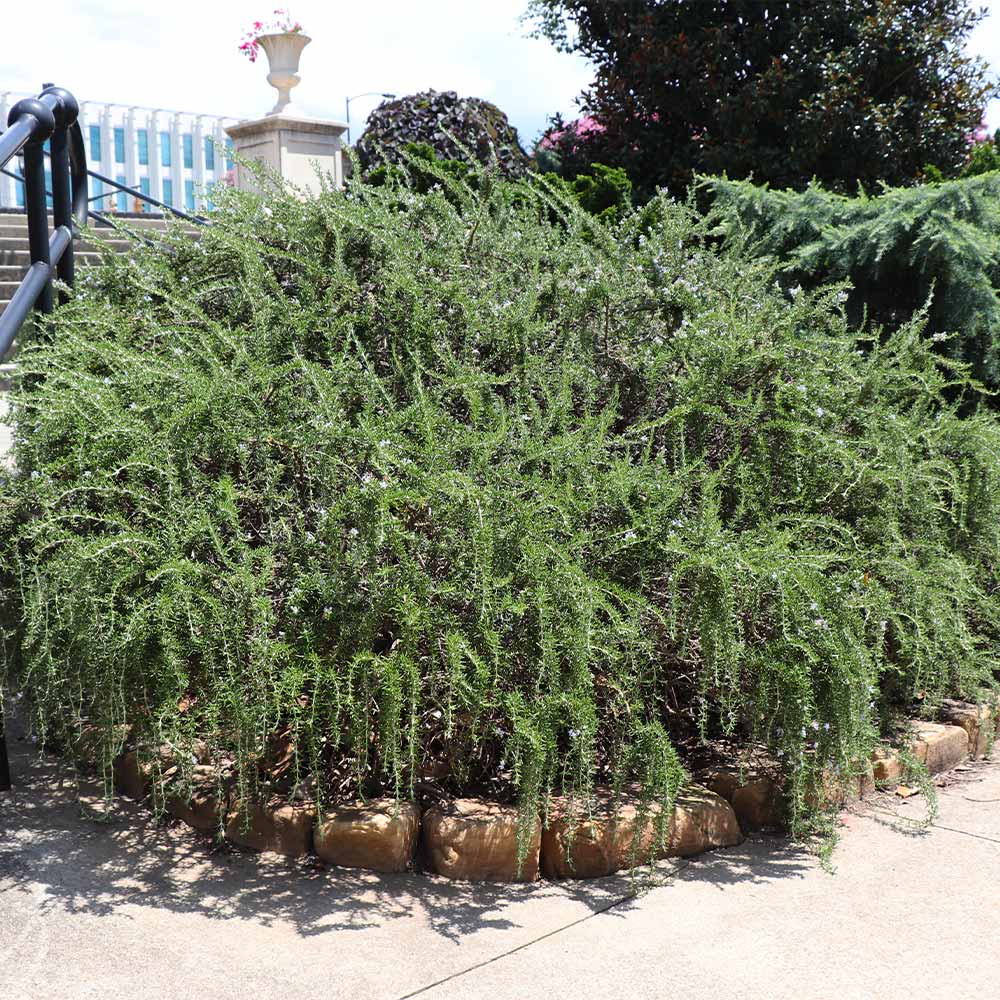Creeping Rosemary Plants for Sale