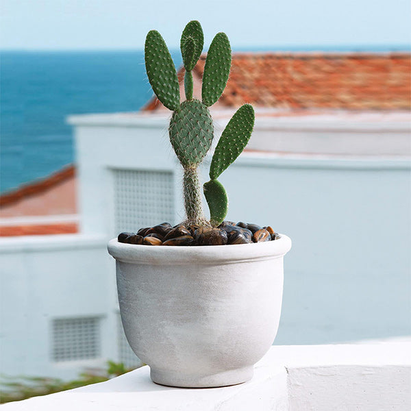 Crescent Garden Agave Planter