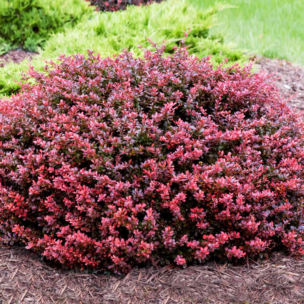 Image of Crimson barberry bushes in full bloom