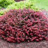 Crimson Pygmy Barberry Shrub