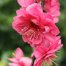 Crimson Cascade Weeping Flowering Peach