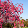 Crimson Cascade Weeping Flowering Peach