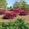 Crimson Fire™ Loropetalum Shrub