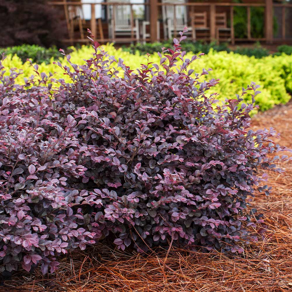 Crimson Fire Loropetalum