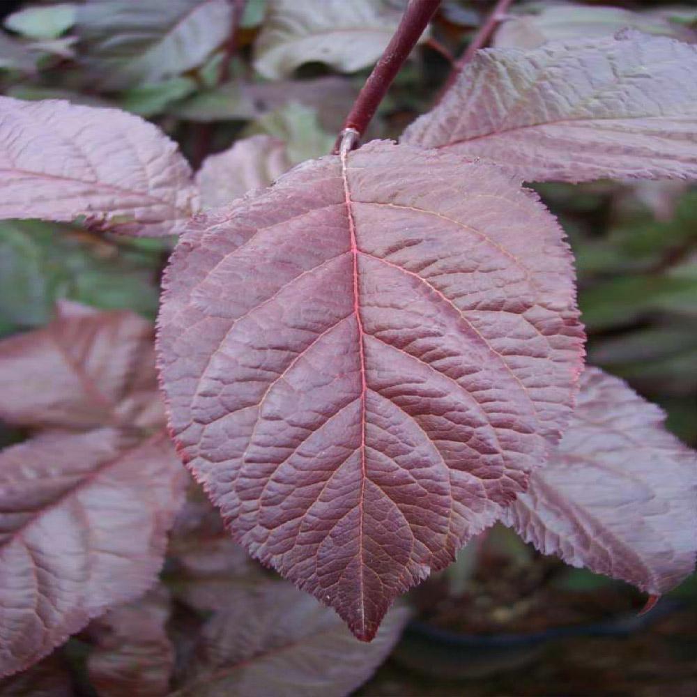 purple leaf plum