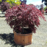 Crimson Queen Japanese Maple