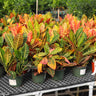 Croton 'Petra' Plant