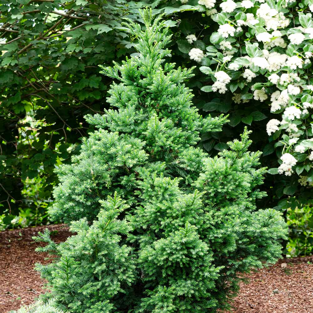 Black Dragon Cryptomeria Japanese Cedar