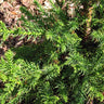 Black Dragon Cryptomeria