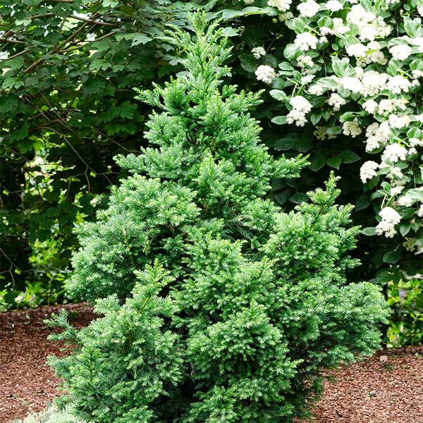 Black Dragon Cryptomeria