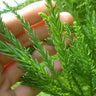 Cryptomeria Radicans