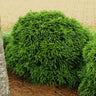 Cryptomeria 'Globosa Nana' Shrub