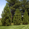 Yoshino Japanese Cedar Tree