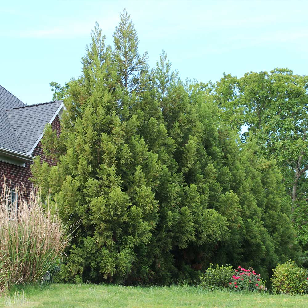 Yoshino Japanese Cedar