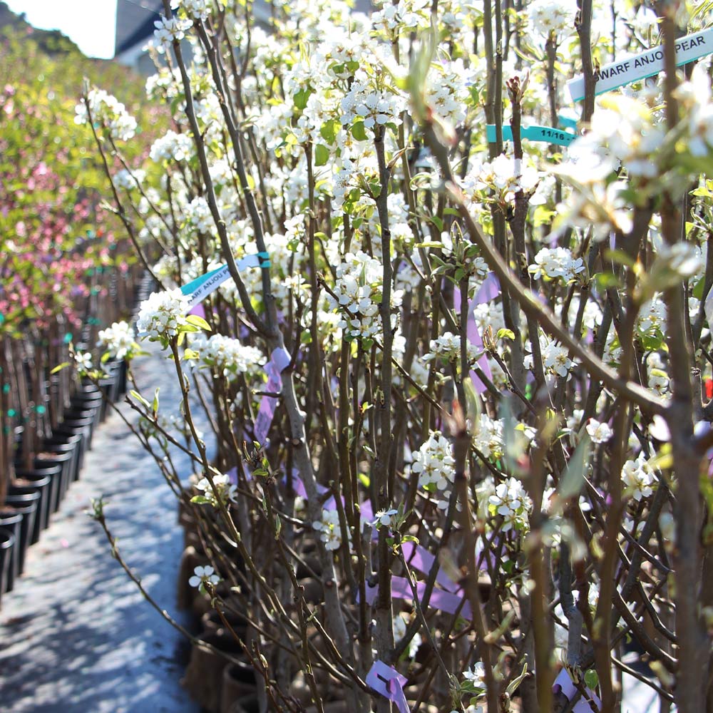 Beurre Bosc Pear Tree