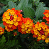 Dallas Red Lantana