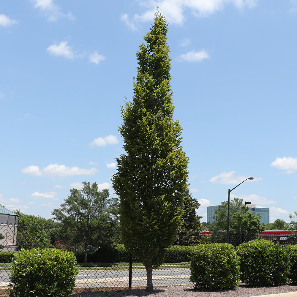 DannaSpire Columnar Elm Tree