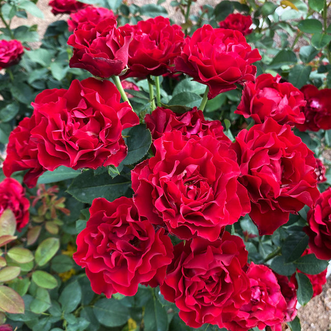 Dancing in the Dark™ Rose Trees for Sale – FastGrowingTrees.com