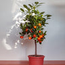 Dancy Tangerine Tree