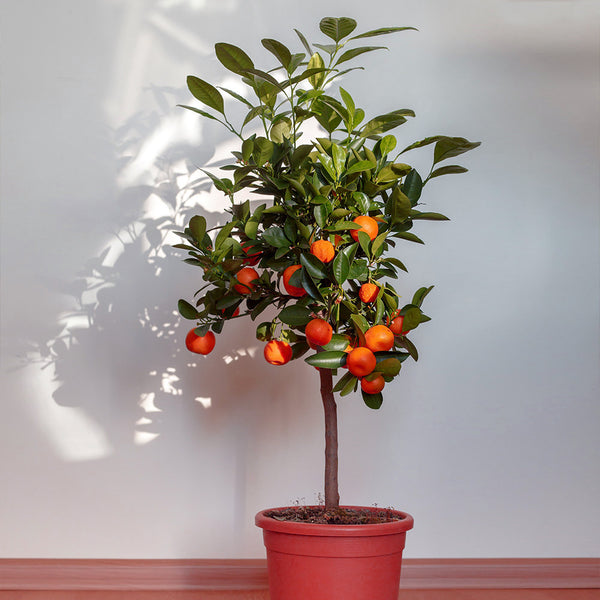 seedless tangerine tree