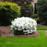 Delaware Valley White Azalea