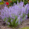 Denim 'n Lace Russian Sage