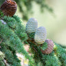 Deodar Cedar Tree